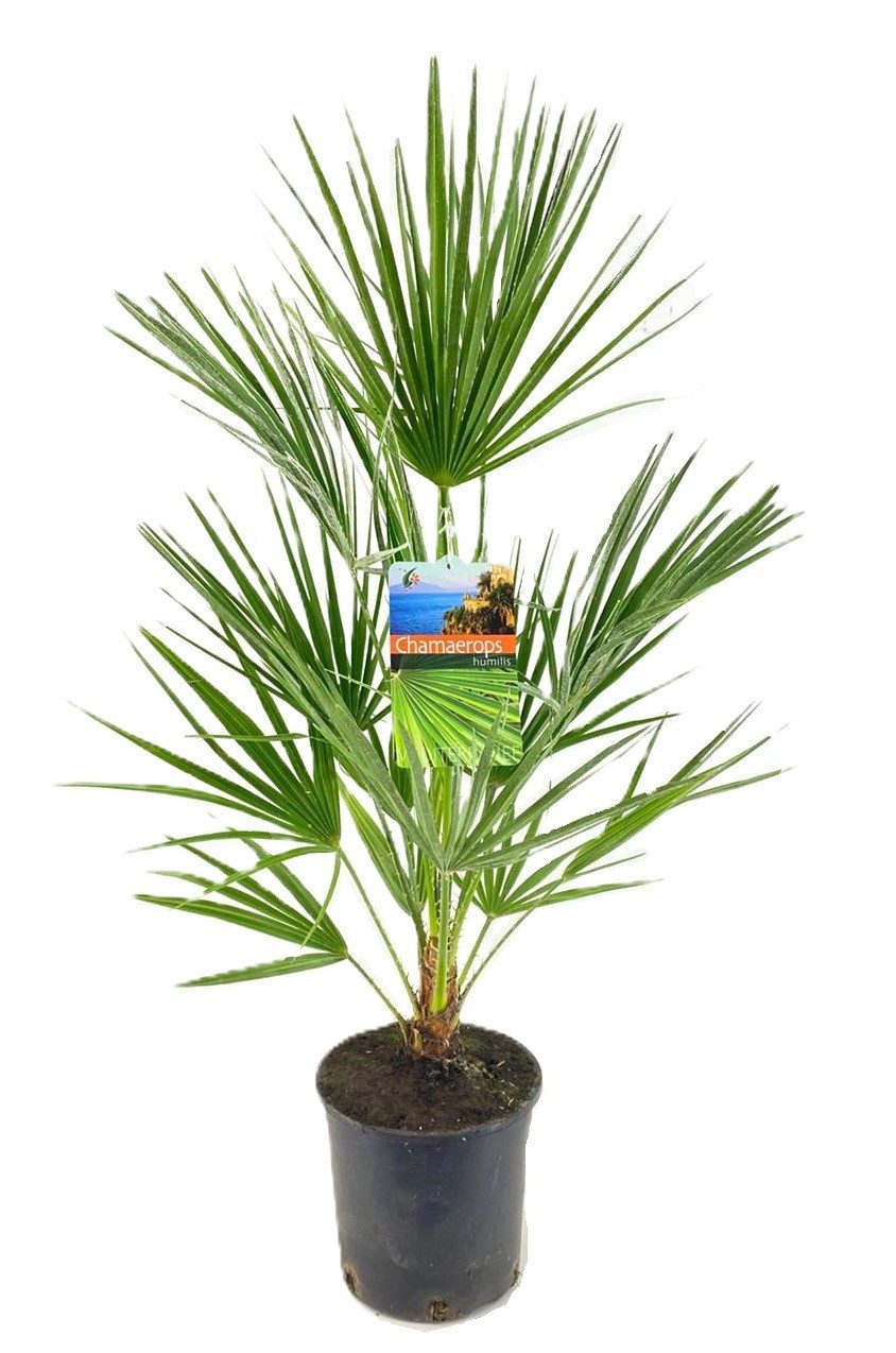 meinvipshop Kübelpflanzen Mediterrane Palme 80cm XXL