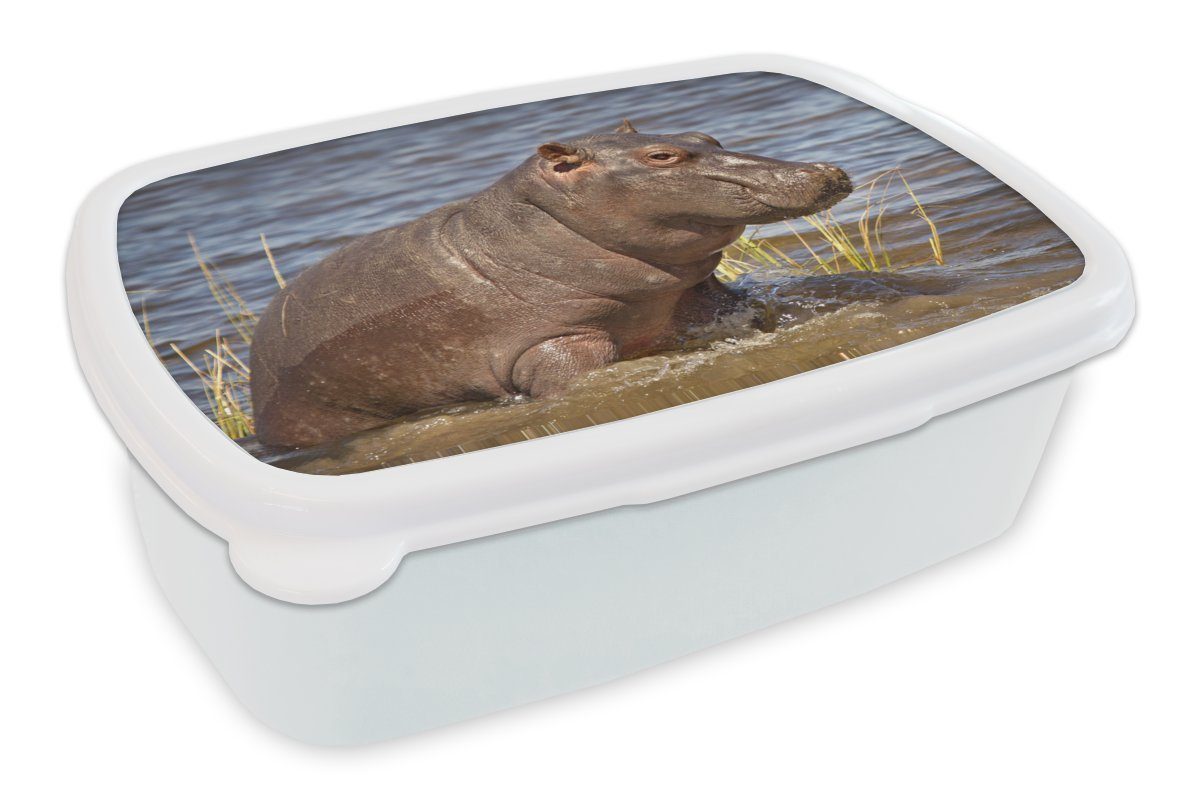 MuchoWow Lunchbox Nilpferd - Wasser - Kalb, Kunststoff, (2-tlg), Brotbox für Kinder und Erwachsene, Brotdose, für Jungs und Mädchen weiß