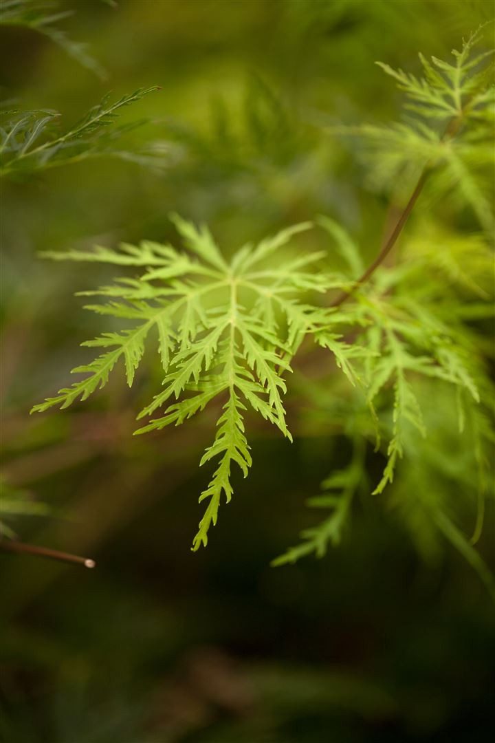Pflanzen für Dich Gehölze Acer palm. Emerald Lace, 1 St., Japanischer Ahorn, Fächerahorn