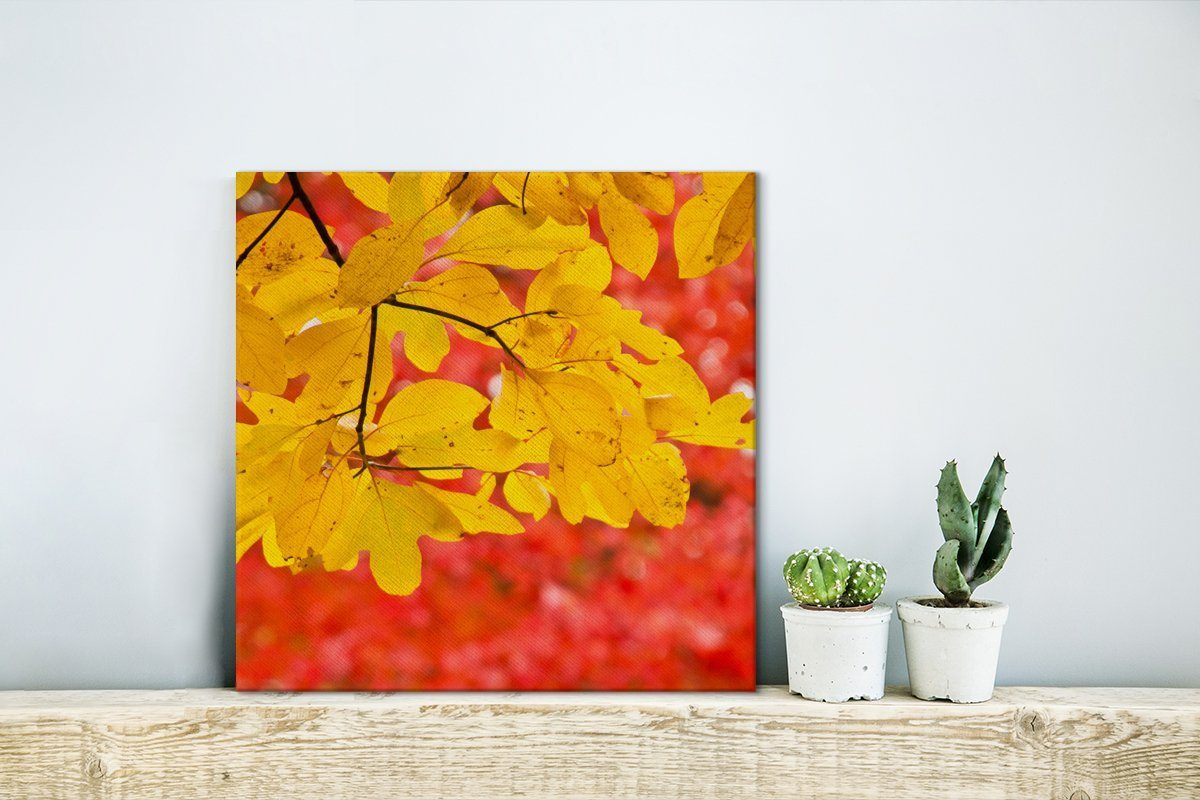 Herbst, St), für gelbe OneMillionCanvasses® im Schlafzimmer Leinwandbild des Bilder Blätter Leuchtend Wohnzimmer Leinwand Sassafrasbaums (1
