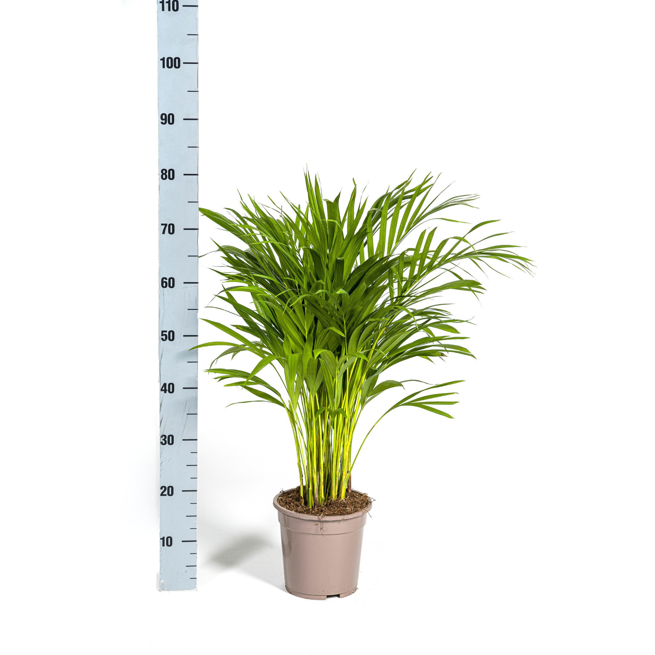 Exotenherz Zimmerpflanze Goldfruchtpalme - Dypsis lutescens - Areca - Solit günstig online kaufen