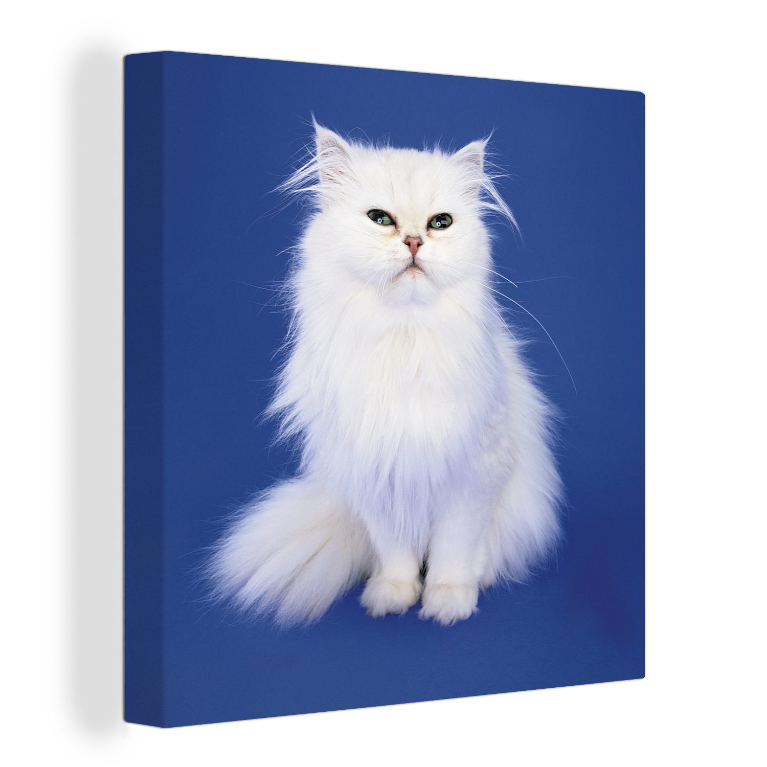OneMillionCanvasses® Leinwandbild Weiße Perserkatze mit blauem Hintergrund, (1 St), Leinwand Bilder für Wohnzimmer Schlafzimmer