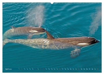 CALVENDO Wandkalender Orcas: Schwarz-weiße Giganten (Premium, hochwertiger DIN A2 Wandkalender 2023, Kunstdruck in Hochglanz)