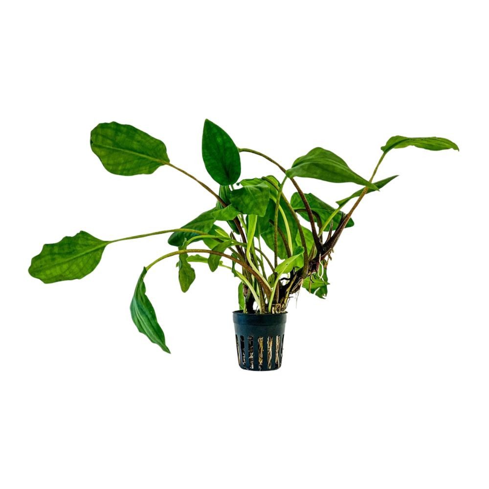 Aquaone Wasserpflanze Aquarium Pflanze Lagenandra sp green Topf Nr.304 günstig online kaufen