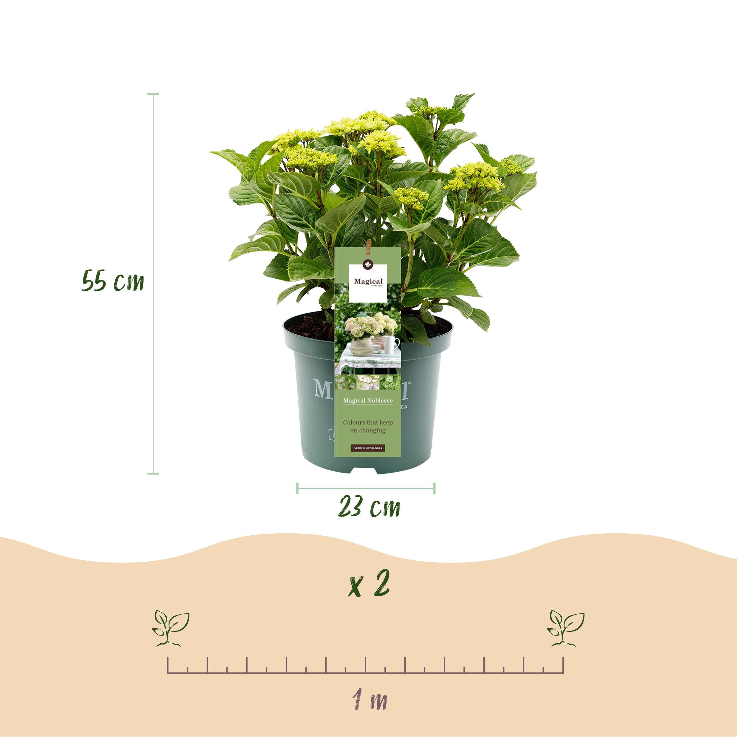 Exotenherz Beetpflanze Exotenherz - Hortensia - Hydrangea Magical Nobless - Weiss - 23cm Topf