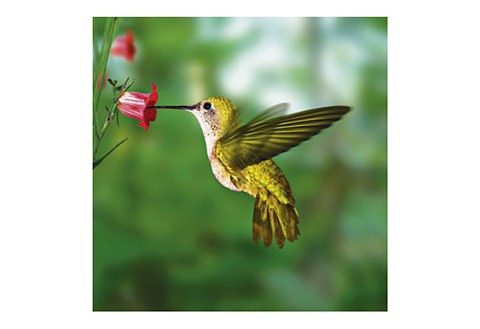 Home affaire Glasbild »Humming bird«, 30/30 cm-Otto