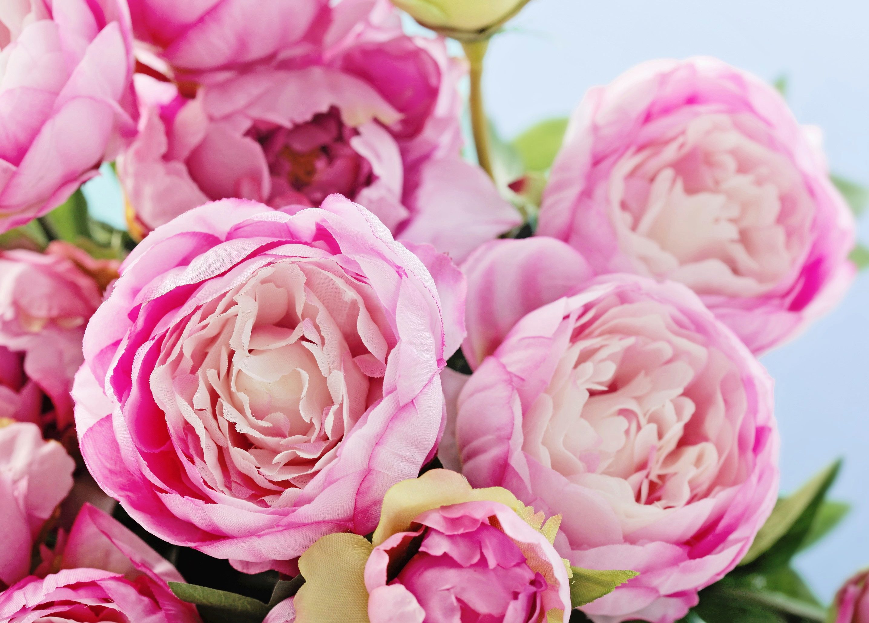 Fototapete VLIES-Tapete Premium "Rosa Pfingstrosenblumen"