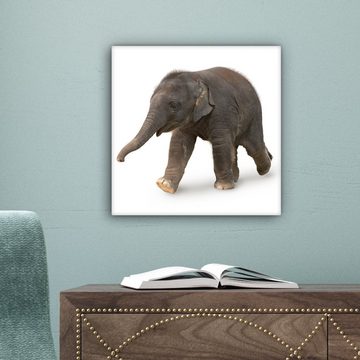 OneMillionCanvasses® Leinwandbild Kleiner Elefant auf weißem Hintergrund, (1 St), Leinwand Bilder für Wohnzimmer Schlafzimmer, 20x20 cm