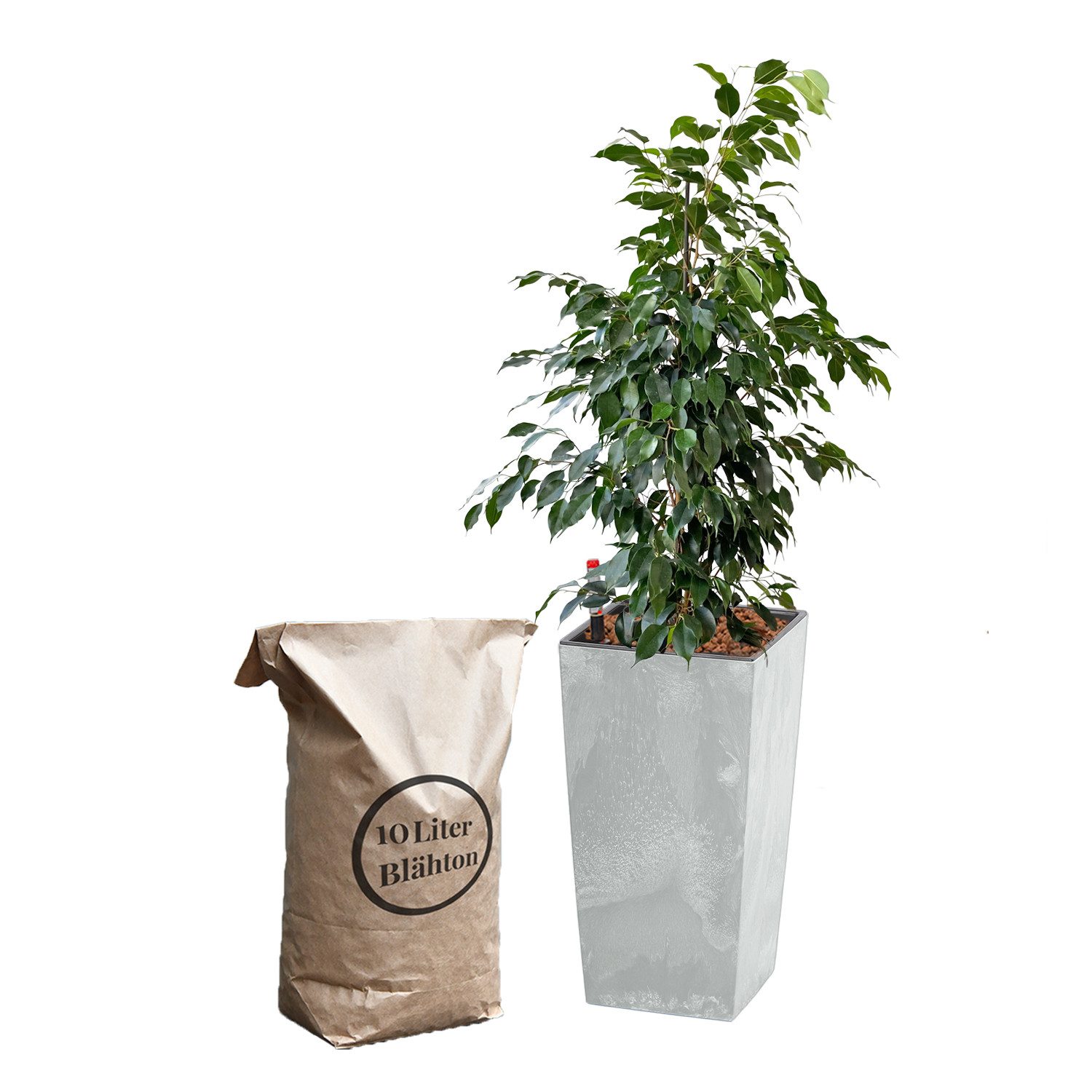 Green Me Up Zimmerpflanze Hydrokultur Set Ficus Benjamina - Birkenfeige