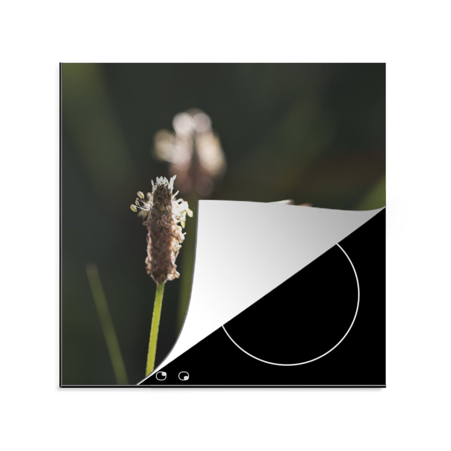 MuchoWow Herdblende-/Abdeckplatte Nahaufnahme einer Biene auf dunklem Hintergrund, Vinyl, (1 tlg), 78x78 cm, Ceranfeldabdeckung, Arbeitsplatte für küche