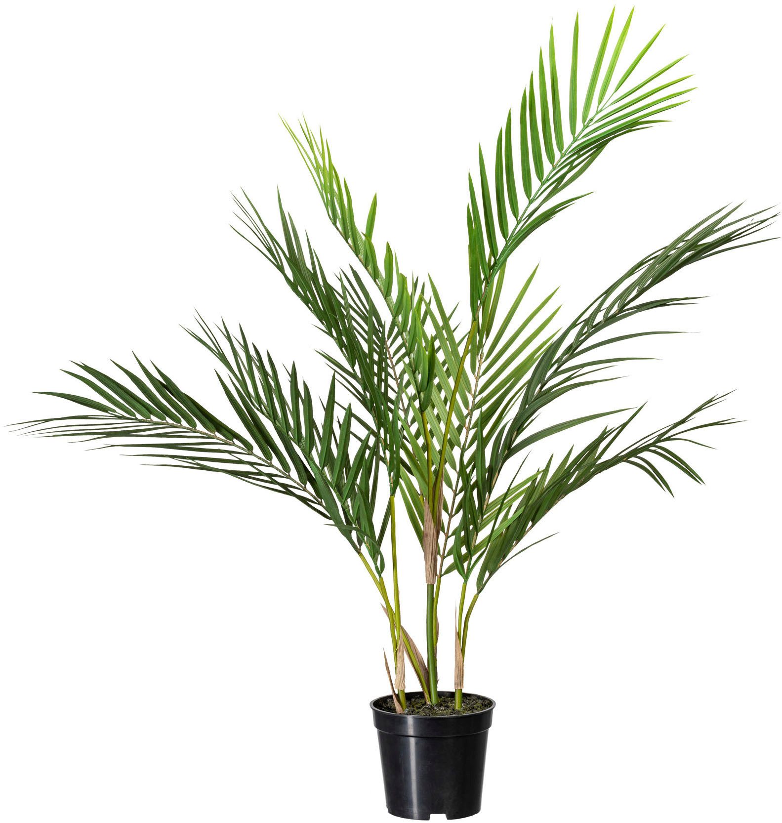 Kunstpalme Zimmerpalme, Creativ green, Höhe 70 cm, mit 9 Palmwedeln günstig online kaufen