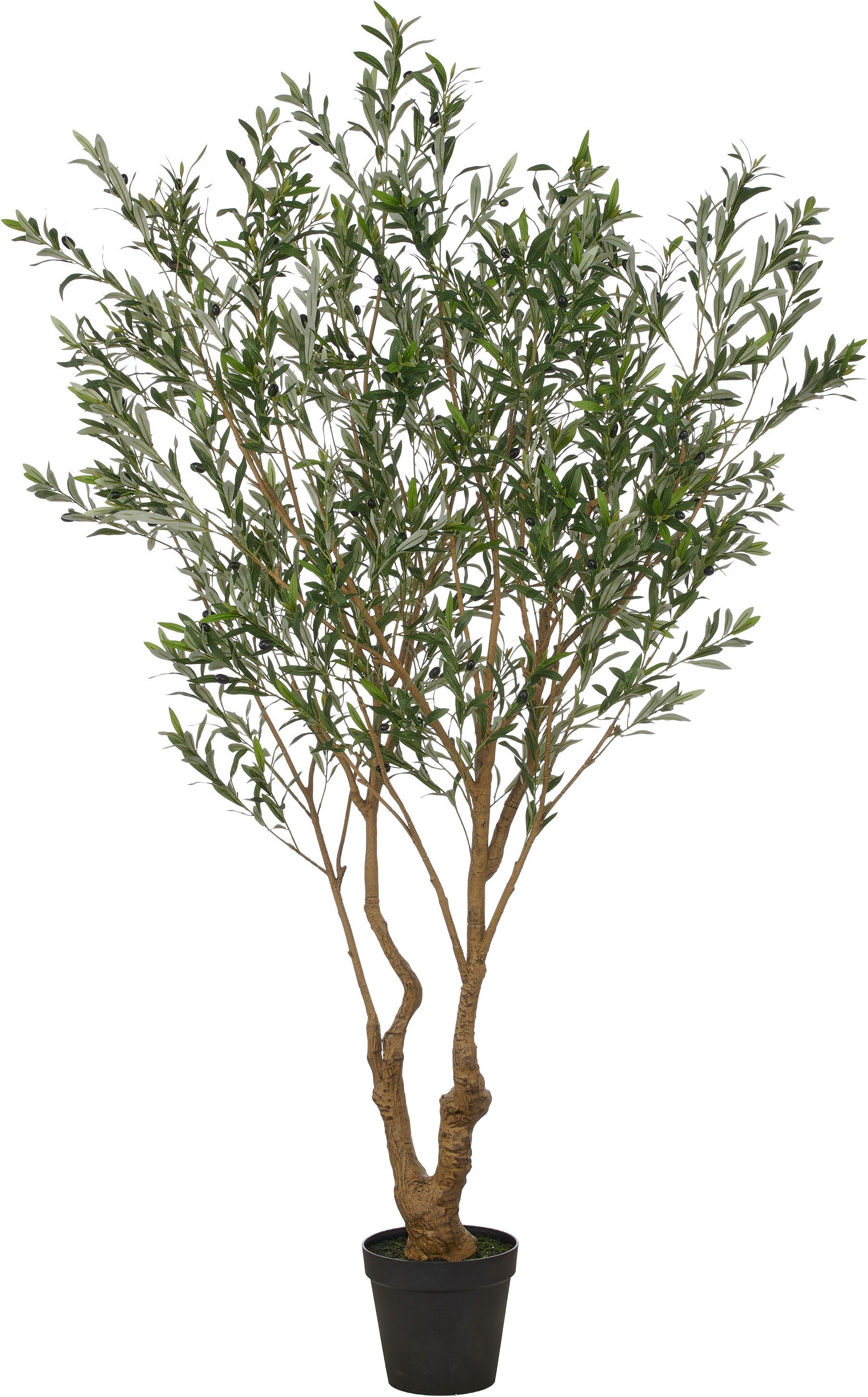 Olive, Creativ green, Höhe 250 cm, in beeindruckender Größe