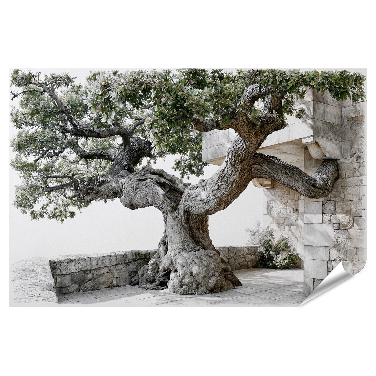 islandburner Poster Faszinierender Baum Wohnzimmer Für Naturliebhaber