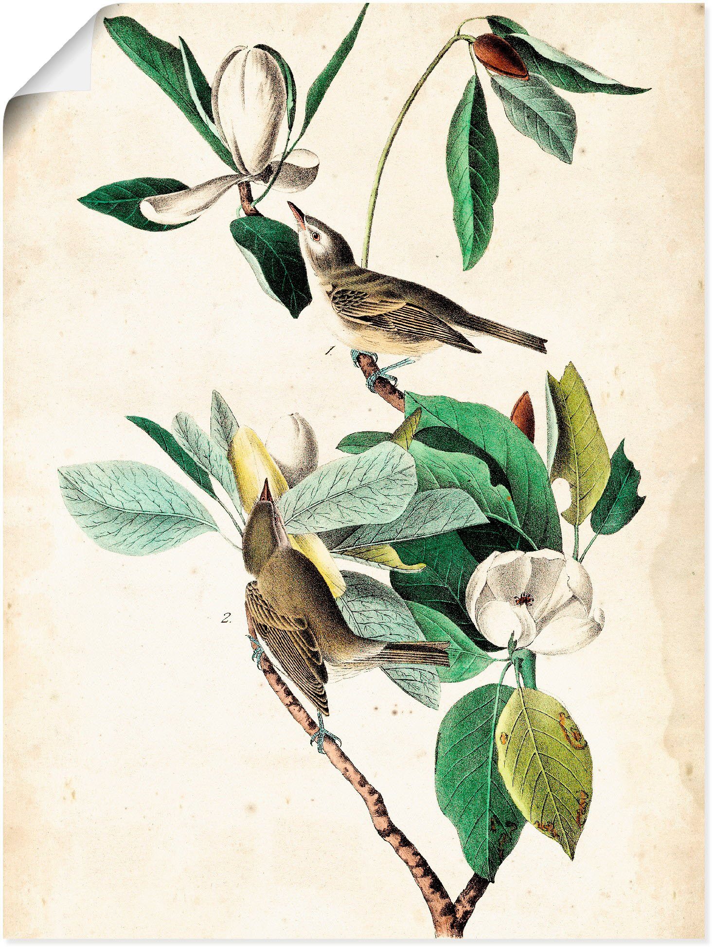 Artland Wandbild Sängervireo, Vögel (1 St), als Alubild, Leinwandbild, Wandaufkleber oder Poster in versch. Größen