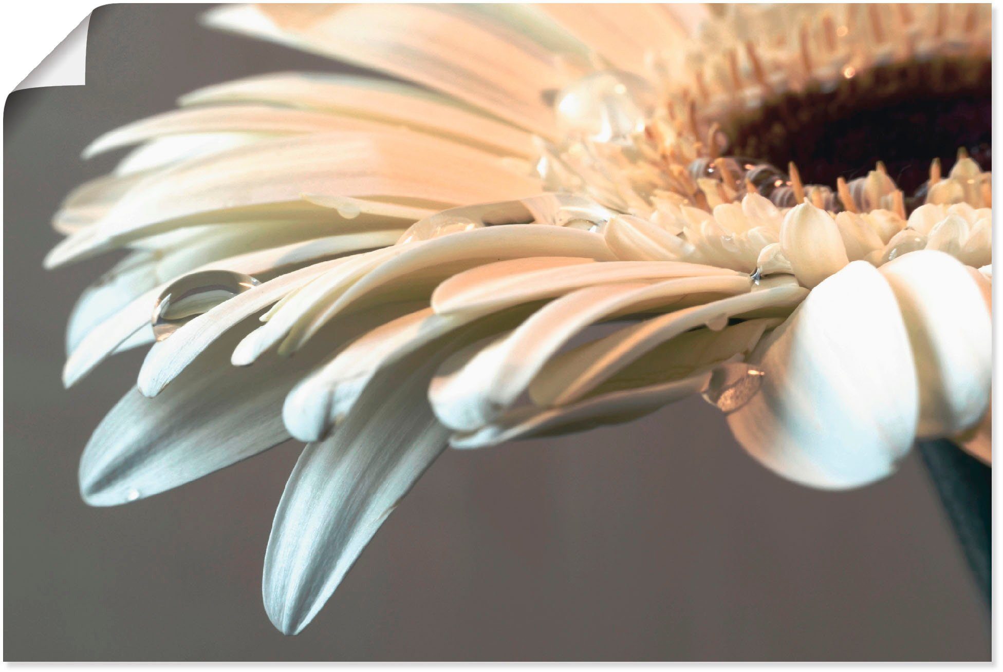 (1 Gerbera, Blüte St), Poster, einer Größen als in Leinwandbild, verschied. Wandaufkleber Wandbild Blumen Artland