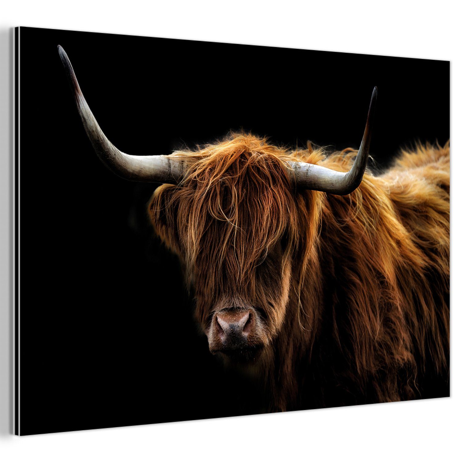 MuchoWow Metallbild Schottischer Highlander - Hörner günstig online kaufen