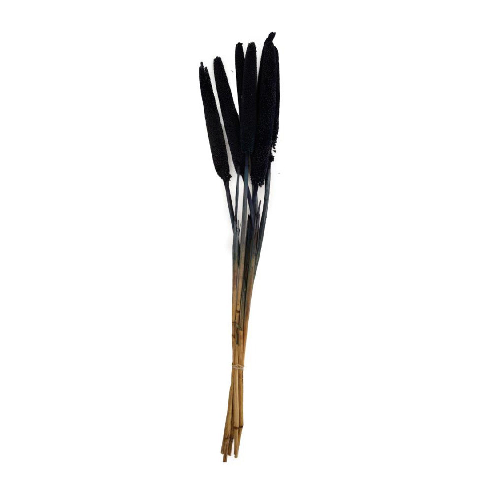 Trockenblume Perlhirse schwarz - Babala - Pennisetum Glaucum - 70x15x5 cm - 10 Stück, DIJK