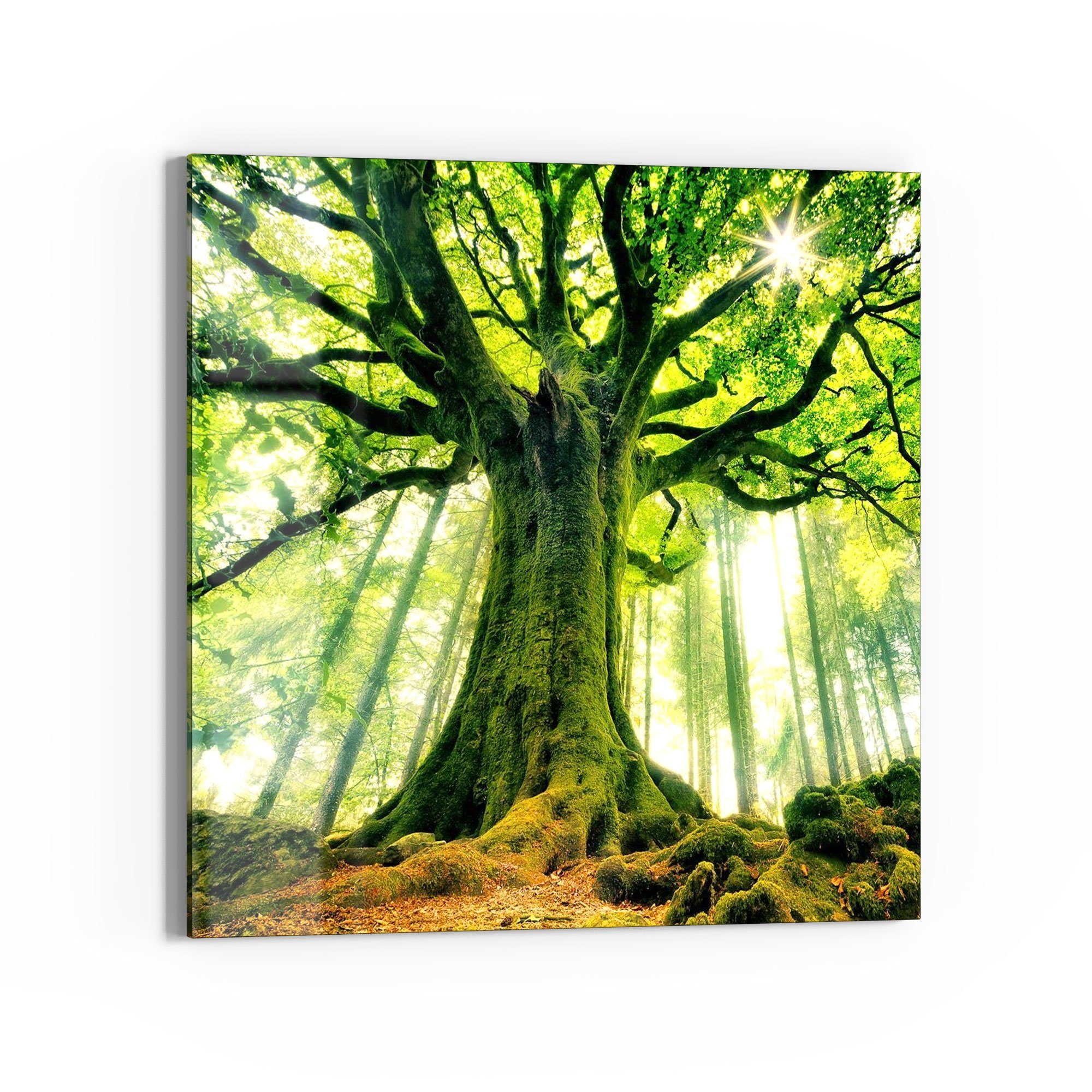 DEQORI Glasbild 'Eindrucksvoller Baum', 'Eindrucksvoller Baum', günstig online kaufen