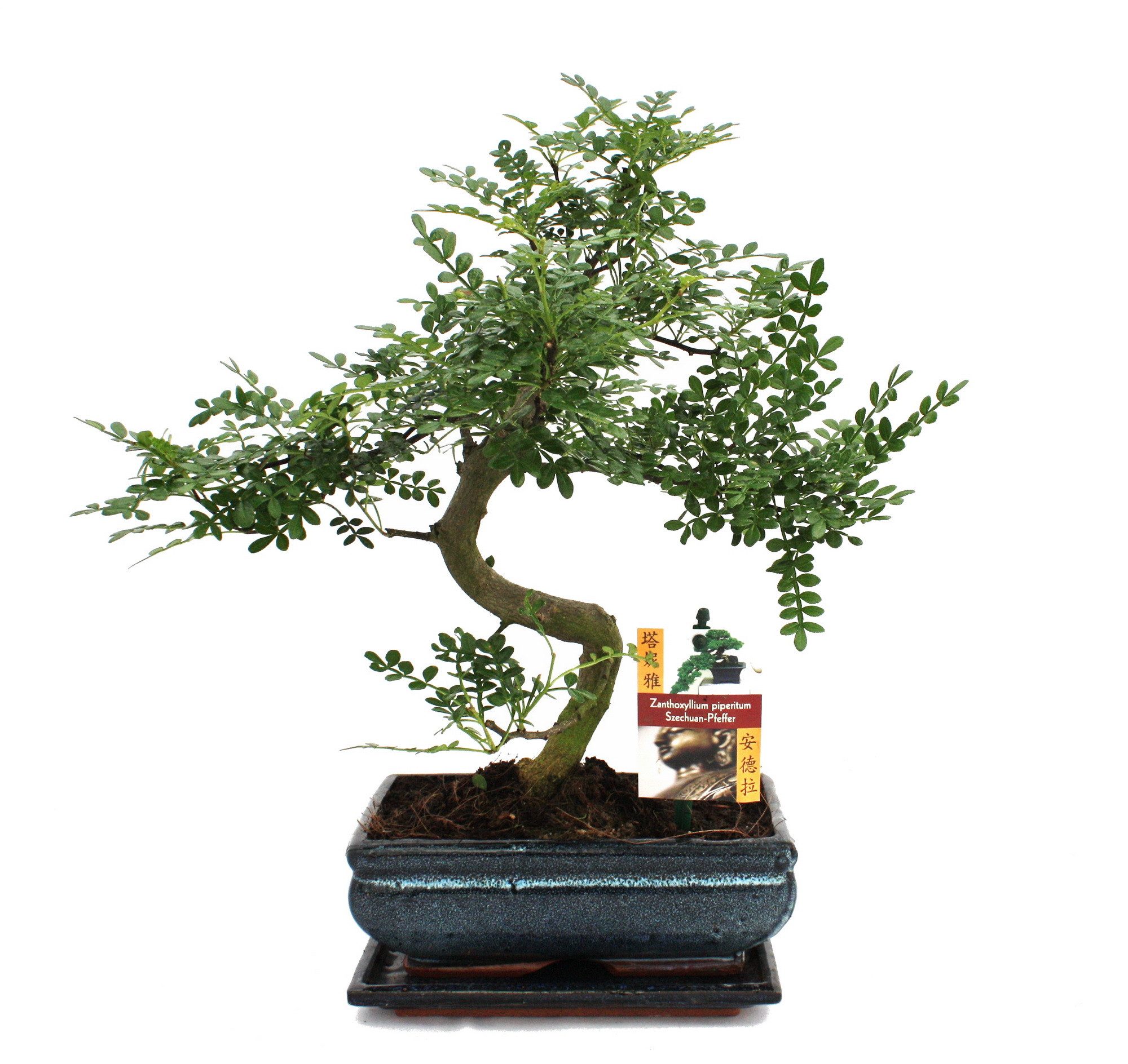 Exotenherz Zimmerpflanze Bonsai Szechuan-Pfeffer - Zanthoxylum piperitum - günstig online kaufen