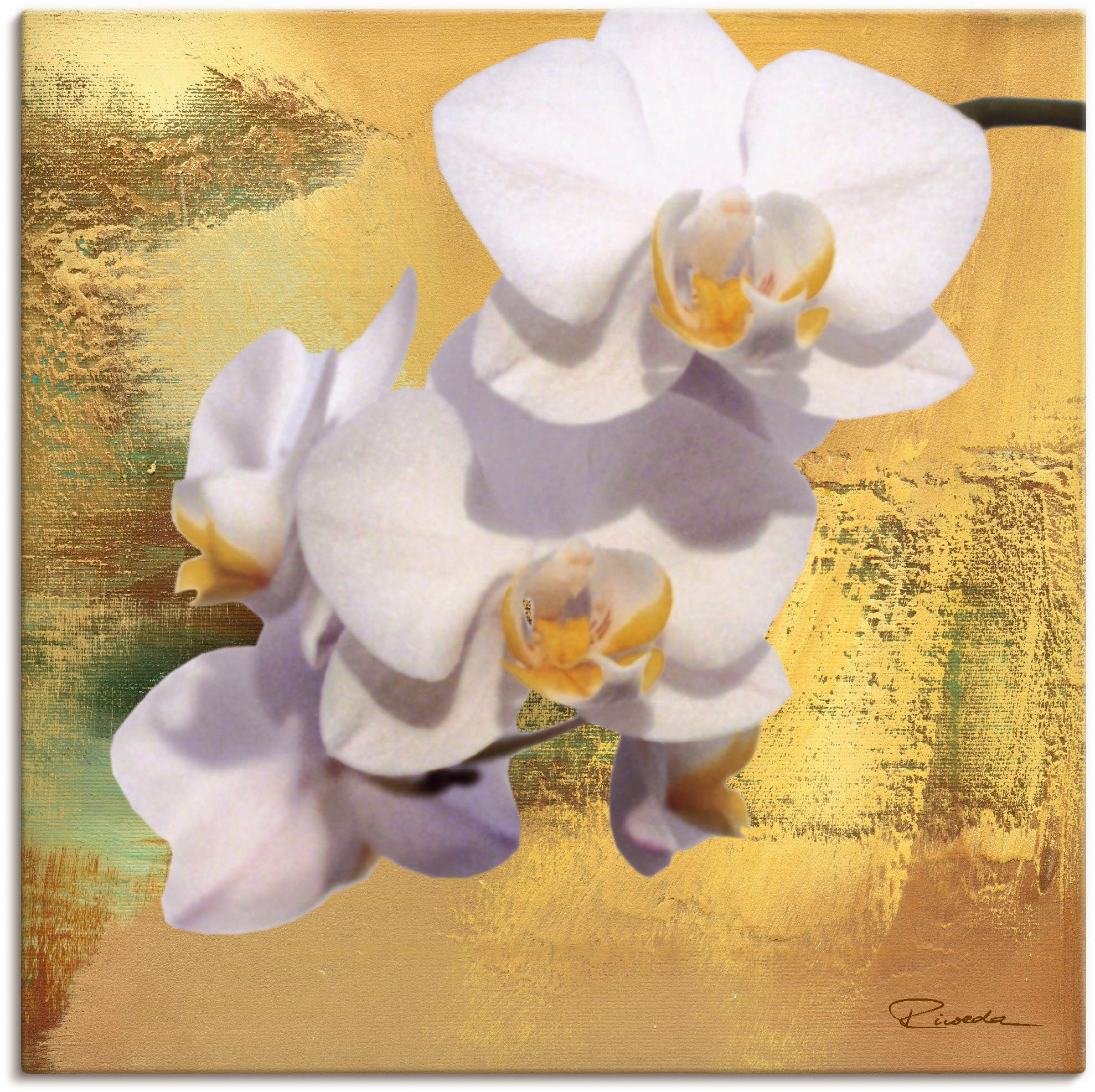 Artland Wandbild Weiße Orchidee II, Blumen (1 St), als Alubild, Leinwandbild, Wandaufkleber oder Poster in versch. Größen
