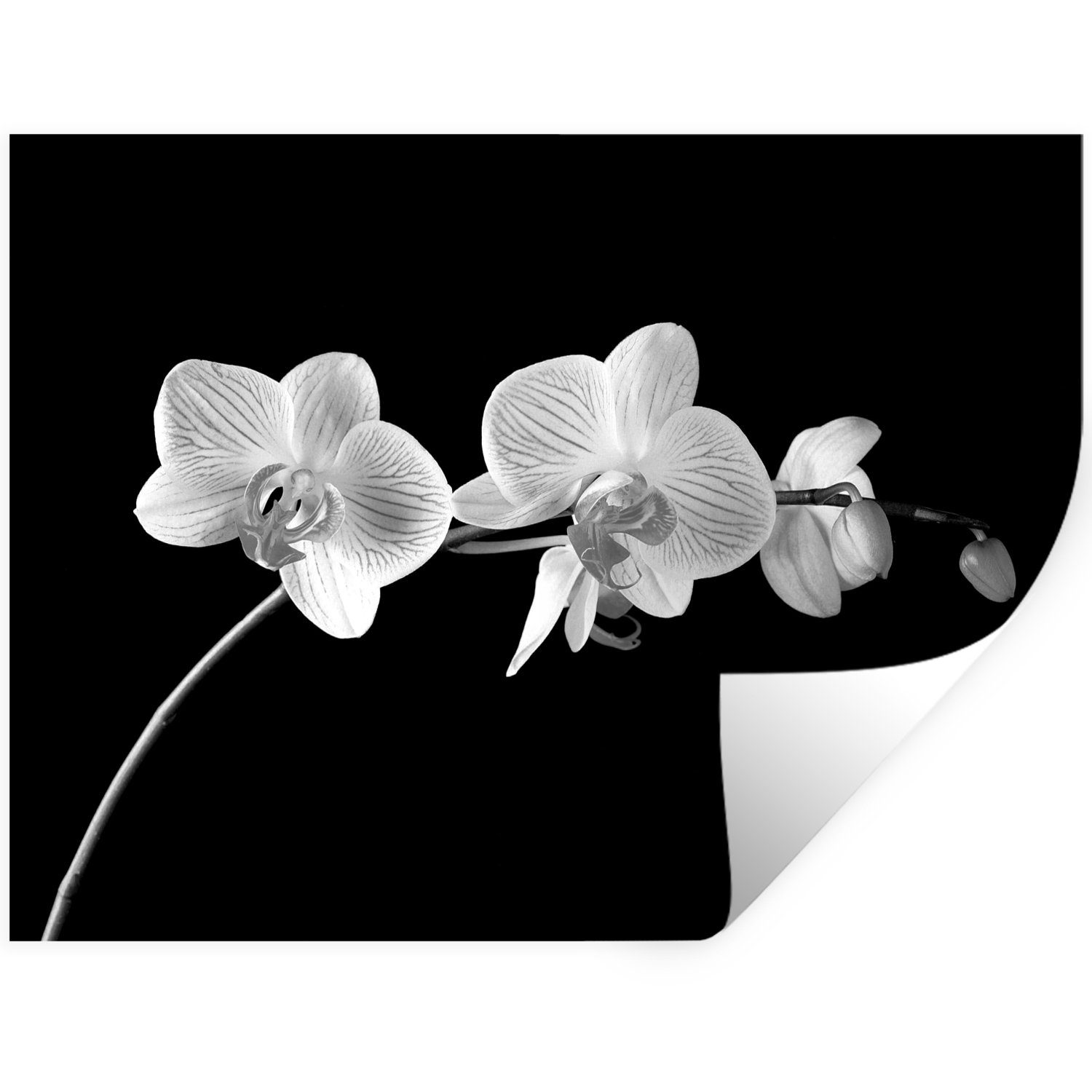 Blumen Schwarz (1 Rosa Wandaufkleber, - Wandtattoo, Selbstklebend, - Wohnzimmer, - Wandsticker - Knöpfe Schlafzimmer St), Orchidee MuchoWow