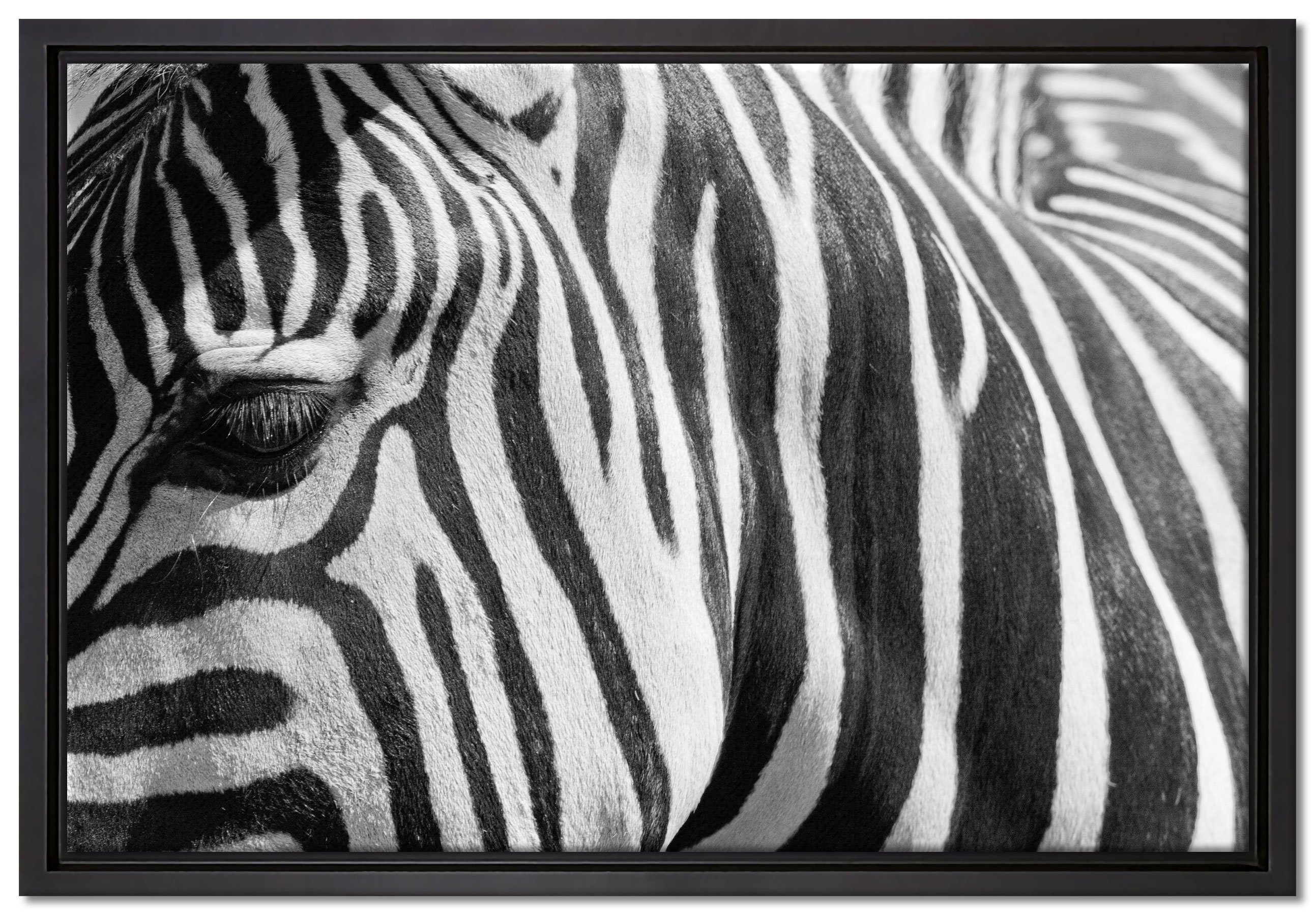 Pixxprint inkl. Zackenaufhänger St), einem gefasst, Porträt, in Leinwandbild Zebra bespannt, Schattenfugen-Bilderrahmen Leinwandbild Wanddekoration (1 fertig