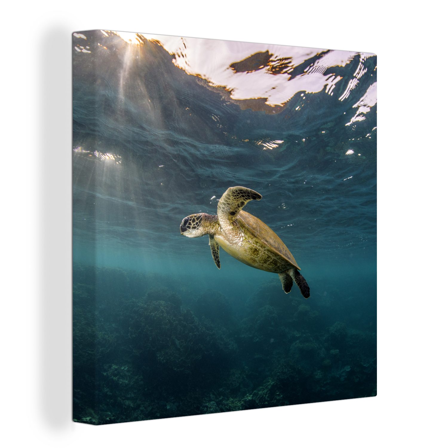 OneMillionCanvasses® Leinwandbild Schildkröte im klaren Wasser, (1 St), Leinwand Bilder für Wohnzimmer Schlafzimmer