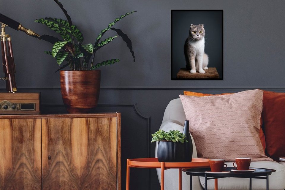 MuchoWow Poster Katze - Haustiere - Licht, (1 St), mit Rahmen, Kunstdruck,  Gerahmtes Poster, Schwarzem Bilderrahmen