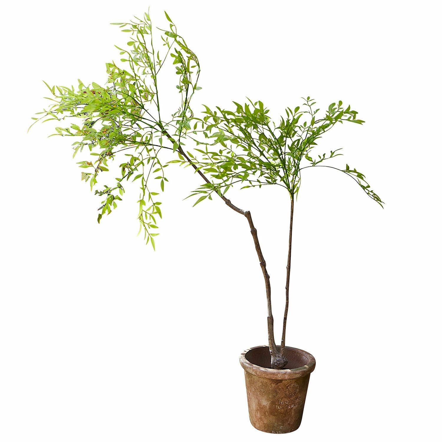 Kunstblume Deko-Topfpflanze 2.Wahl Avenelle grün, Mirabeau, Höhe 130.0 cm