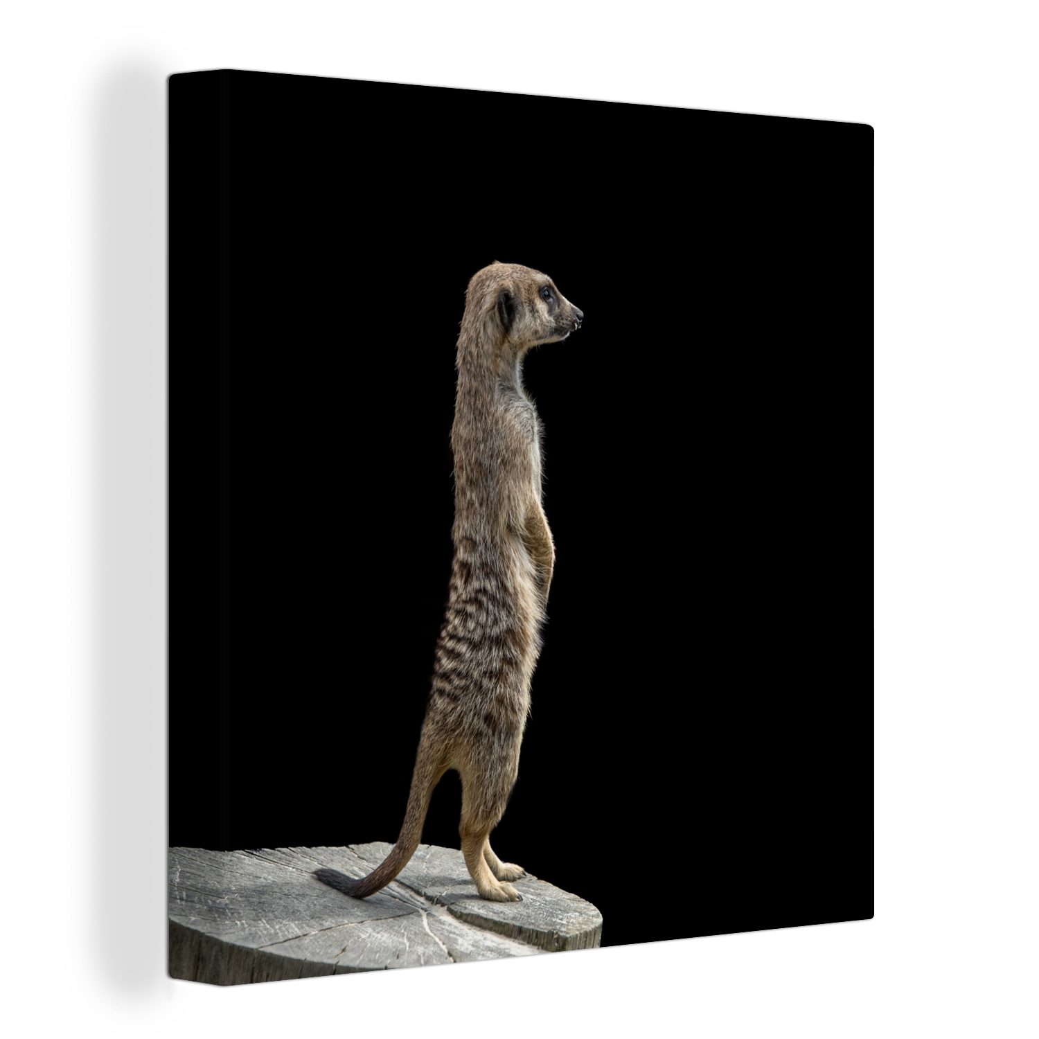 OneMillionCanvasses® Leinwandbild Erdmännchen - Wilde Tiere - Schwarz, (1 St), Leinwand Bilder für Wohnzimmer Schlafzimmer