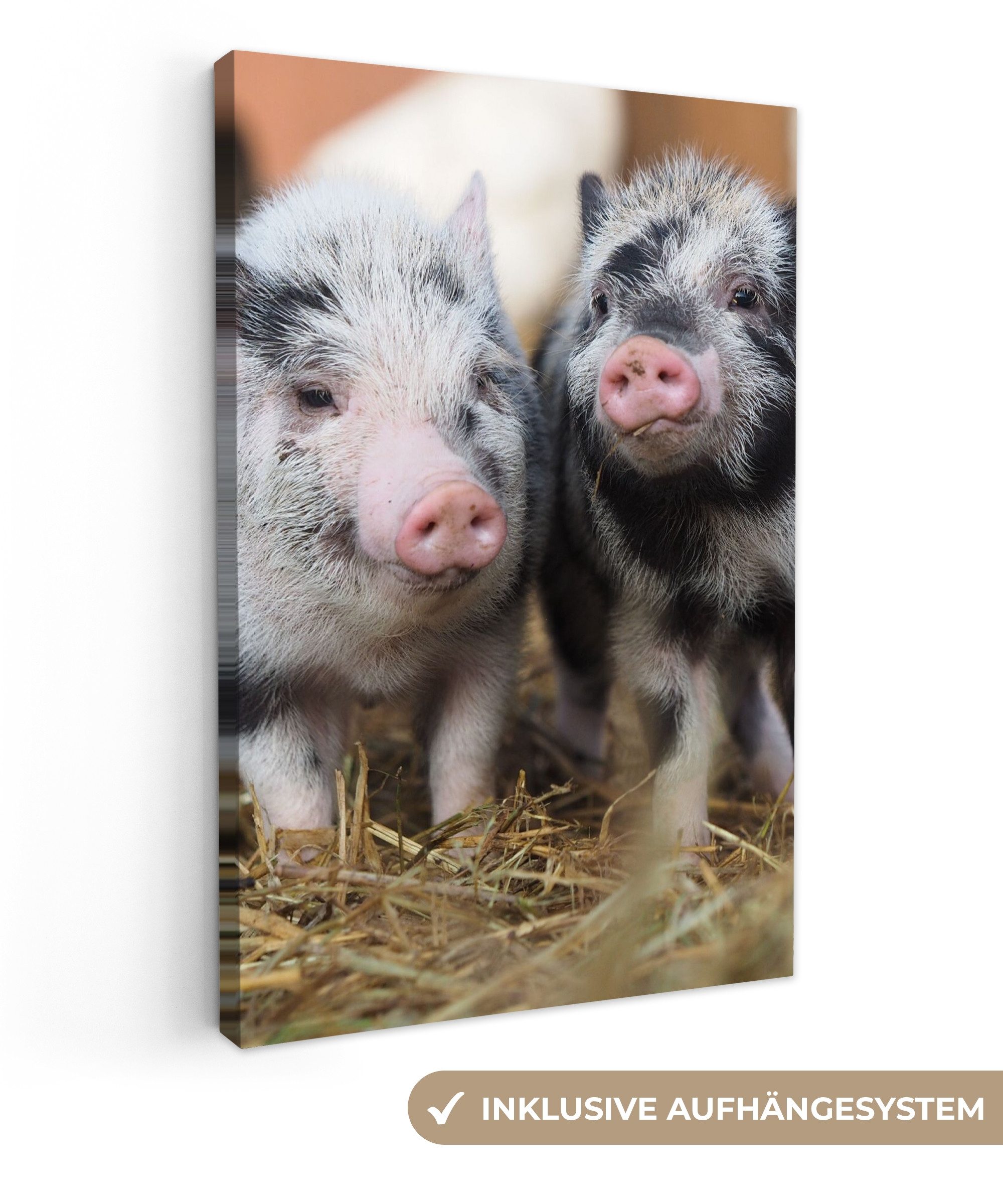 OneMillionCanvasses® Leinwandbild Schwein - Tiere - günstig online kaufen