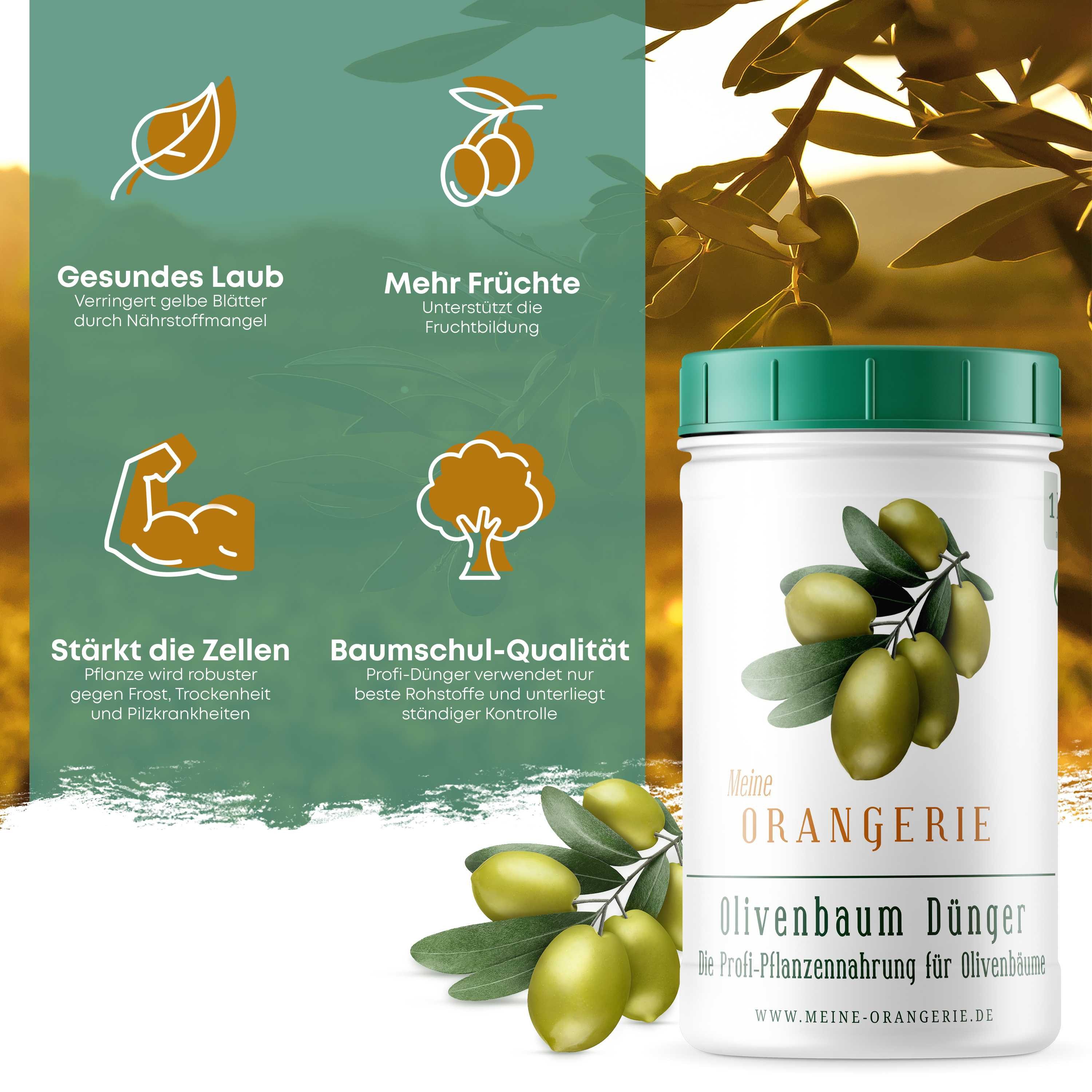 Meine Orangerie Spezialdünger Premium Pflanzendünger für alle Olivenbäume, Dose, 1-St., mineralischer Olivendünger mit chelatierten Spurenelementen, fördert Fruchtbildung & sattgrünes Laub