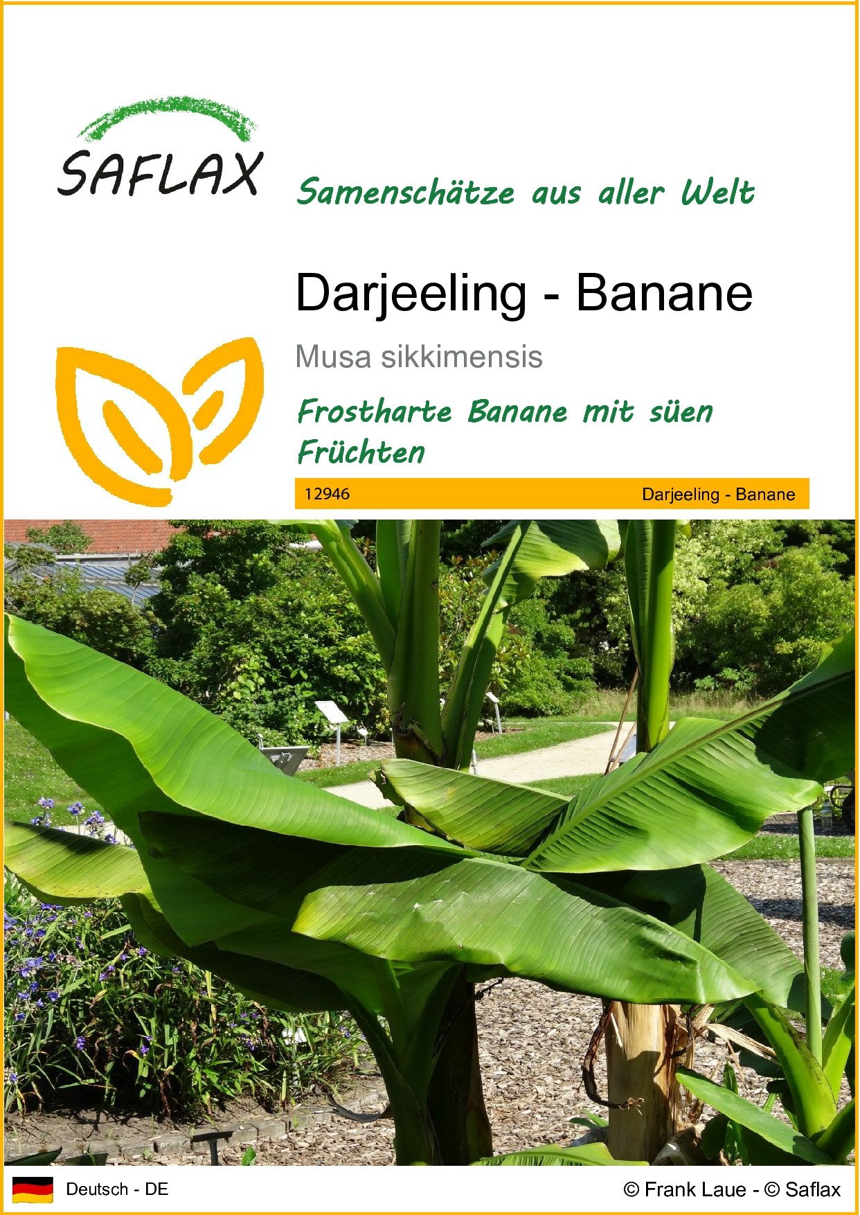 SAFLAX Blumensamen SAFLAX - Samen - Darjeeling - Banane günstig online kaufen