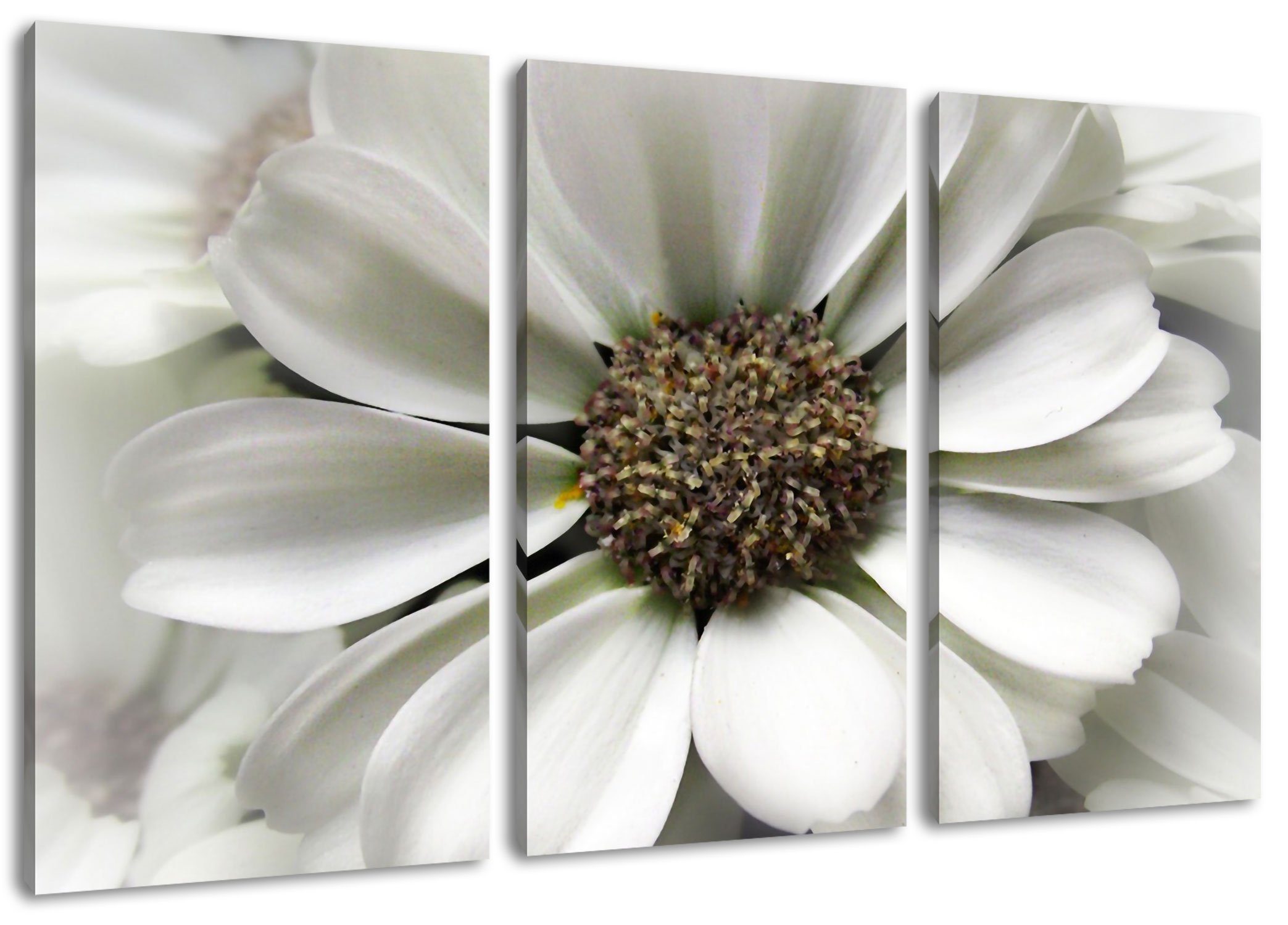Pixxprint Leinwandbild kleine weiße zarte Blüte, kleine weiße zarte Blüte 3Teiler (120x80cm) (1 St), Leinwandbild fertig bespannt, inkl. Zackenaufhänger