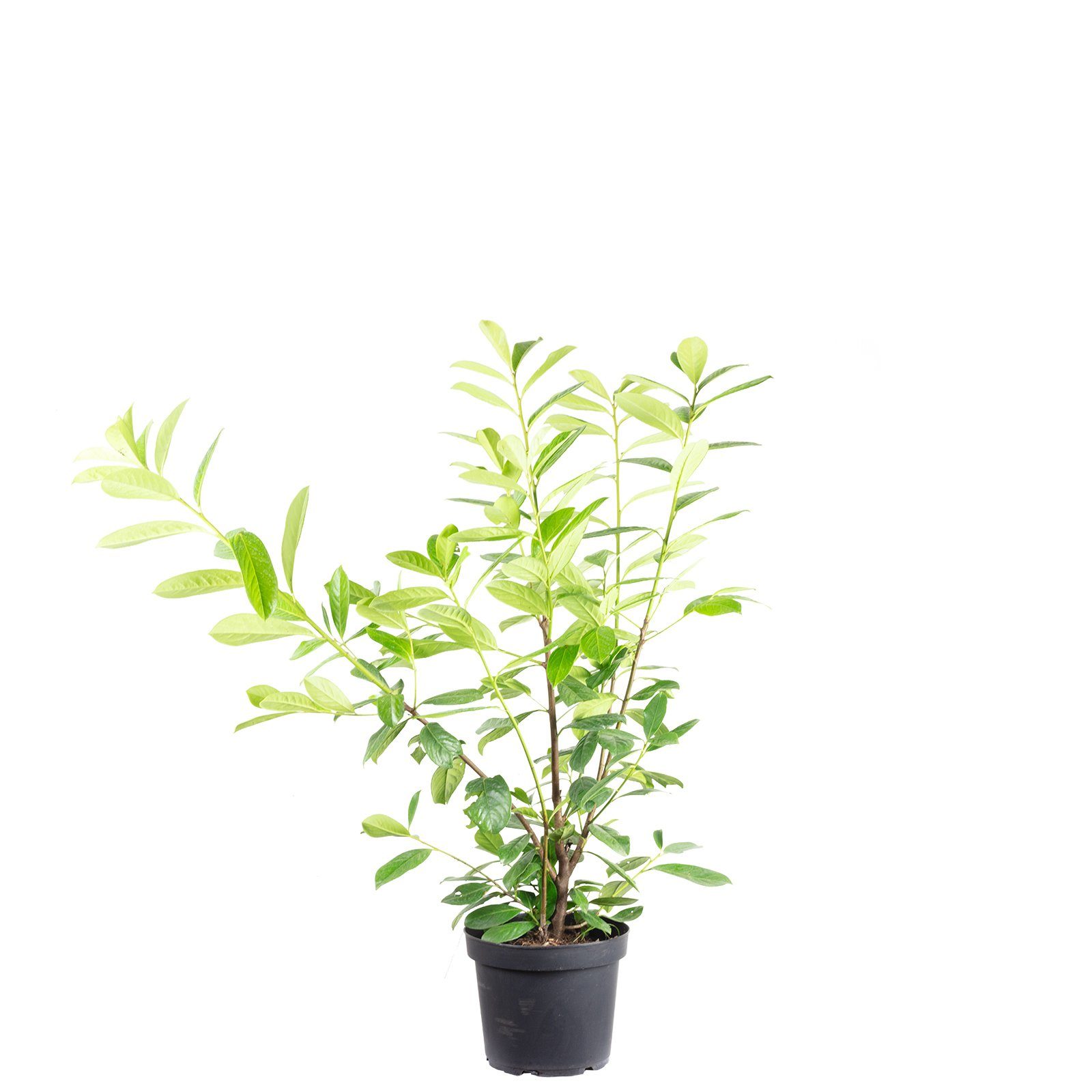 Flowerbox Hecken Kirschlorbeer - Prunus laurocerasus 'Novita', - Höhe ca. 90 cm, Topf-Ø 26 cm