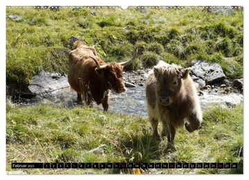 CALVENDO Wandkalender Kühe mit Hörnern (Premium, hochwertiger DIN A2 Wandkalender 2023, Kunstdruck in Hochglanz)