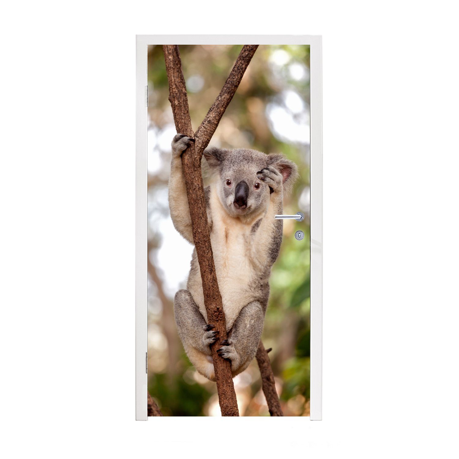 (1 - Fototapete - St), Jungen Türaufkleber, MuchoWow Tier für - Tür, - Koala Kinder bedruckt, Mädchen, cm 75x205 Türtapete - Matt, Äste