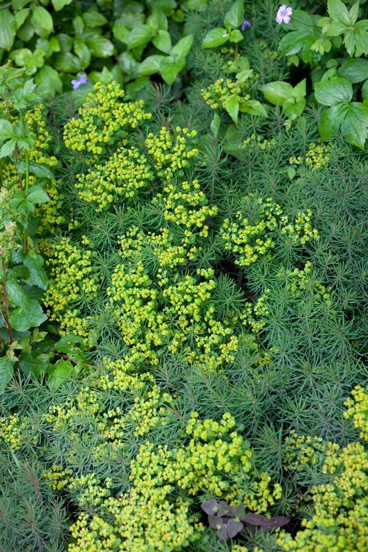Pflanzen für Dich Staude Euphorbia cypar. Fens Ruby, 1 St., Zypressen-Wolfsmilch