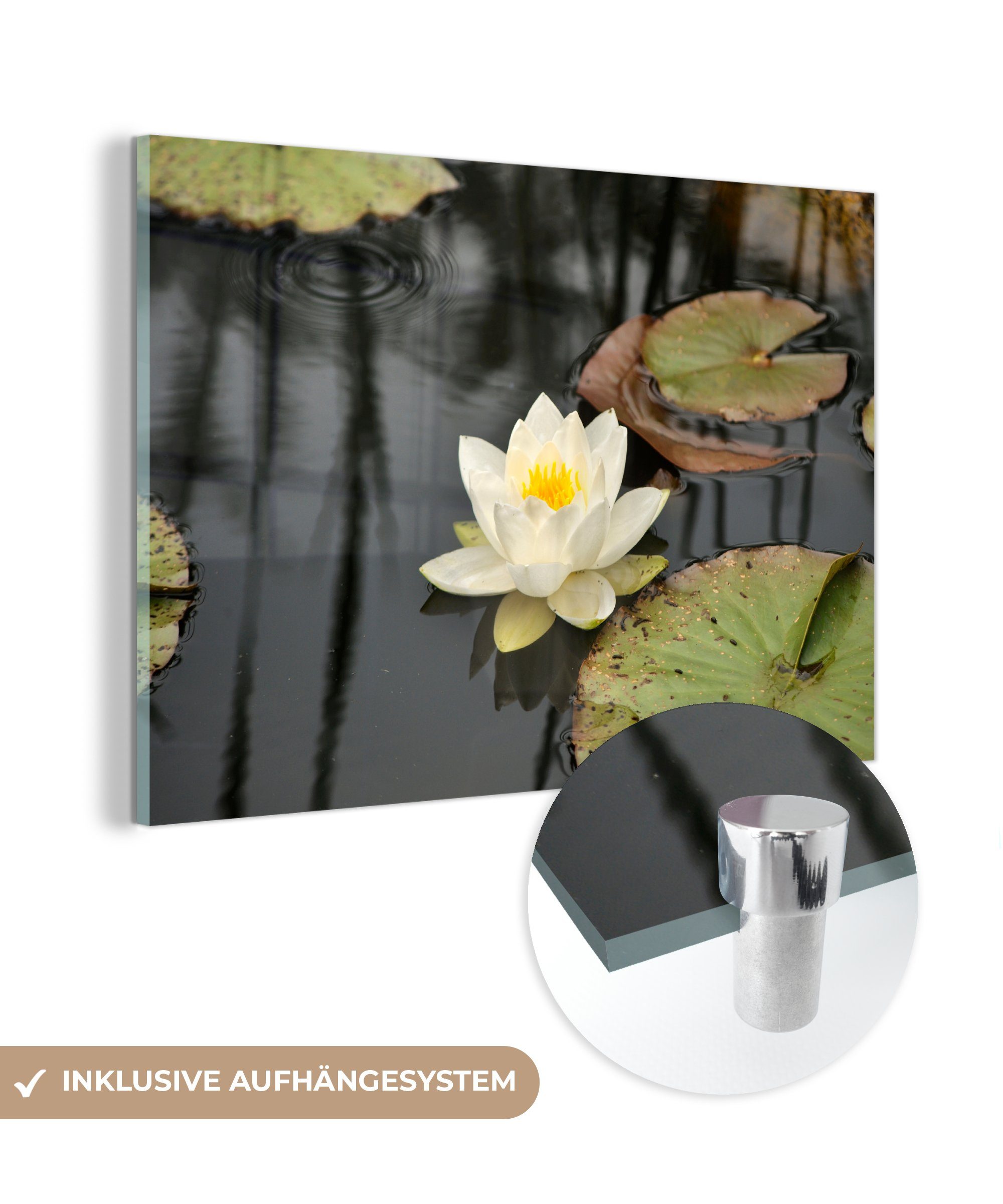MuchoWow Acrylglasbild Weißer Lotos im Wasser, (1 St), Acrylglasbilder Wohnzimmer & Schlafzimmer