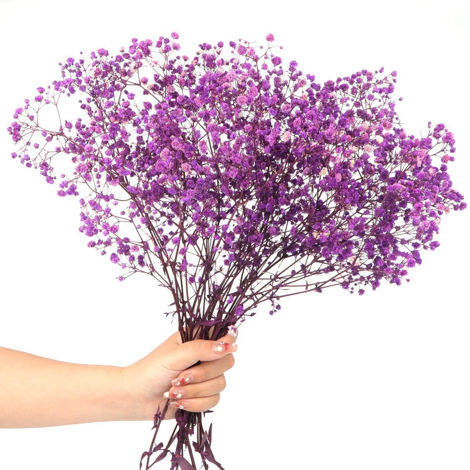 Trockenblume Trockenblumen Schleierkraut 40cm Purple, LuxusKollektion, Höhe 10 cm
