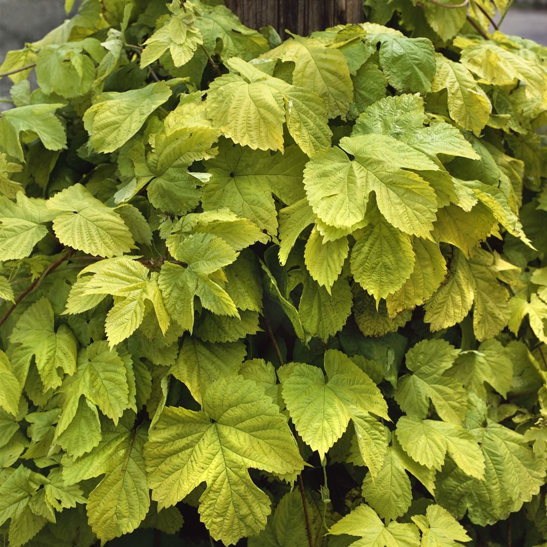 Thumbnail - Pflanzen für Dich Kletterpflanze Humulus lupulus Aureus, 1 St., Goldhopfen, Zierhopfen, goldgelb, rankend