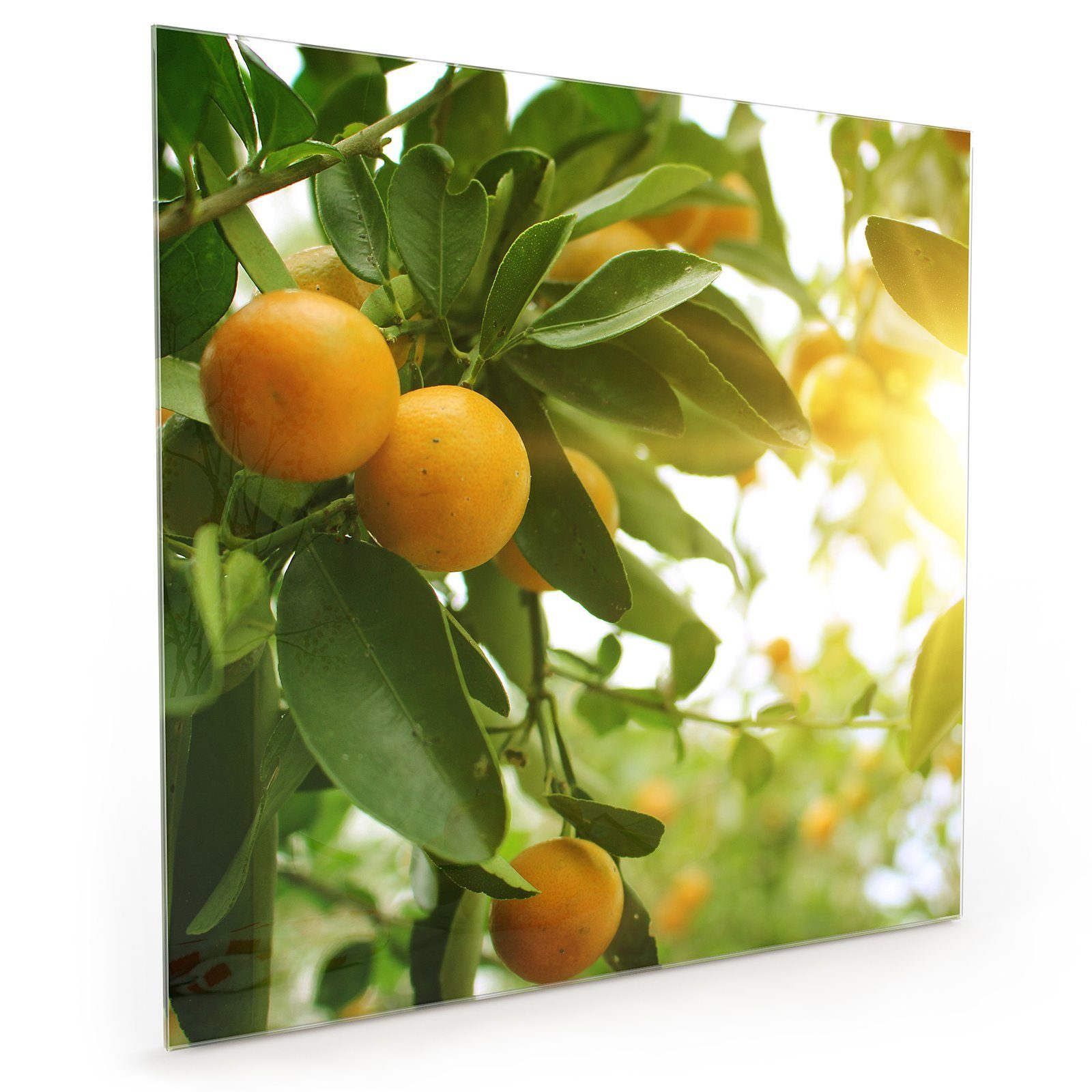 Primedeco Küchenrückwand Glas Spritzschutz Orangenbaum