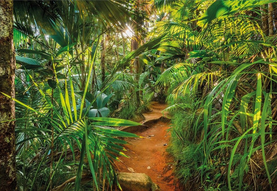 Komar Fototapete Jungle Trail, (1 St), 368x254 cm (Breite x Höhe),  inklusive Kleister, Deutsches Spezial-Fototapetenpapier, geruchsfrei, glatt  und