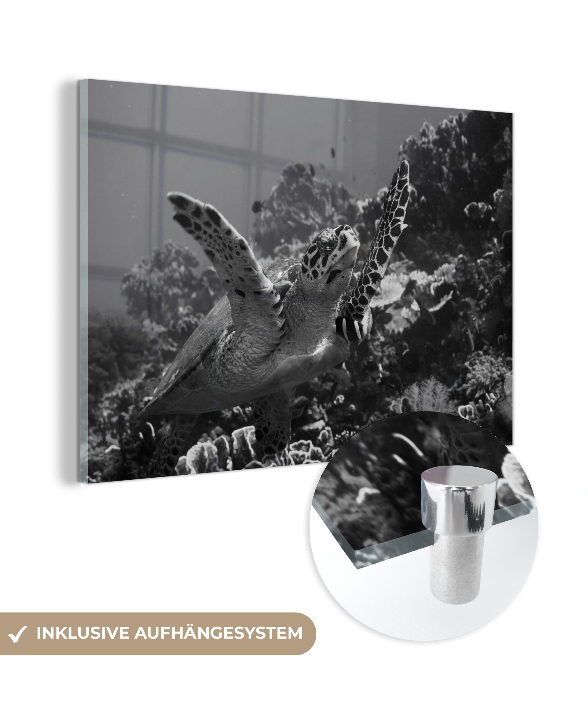 (1 Weiß, in Meeresbodens MuchoWow Nähe St), Schlafzimmer Acrylglasbilder schwimmt des Wohnzimmer der Acrylglasbild & Schildkröte und Schwarz in