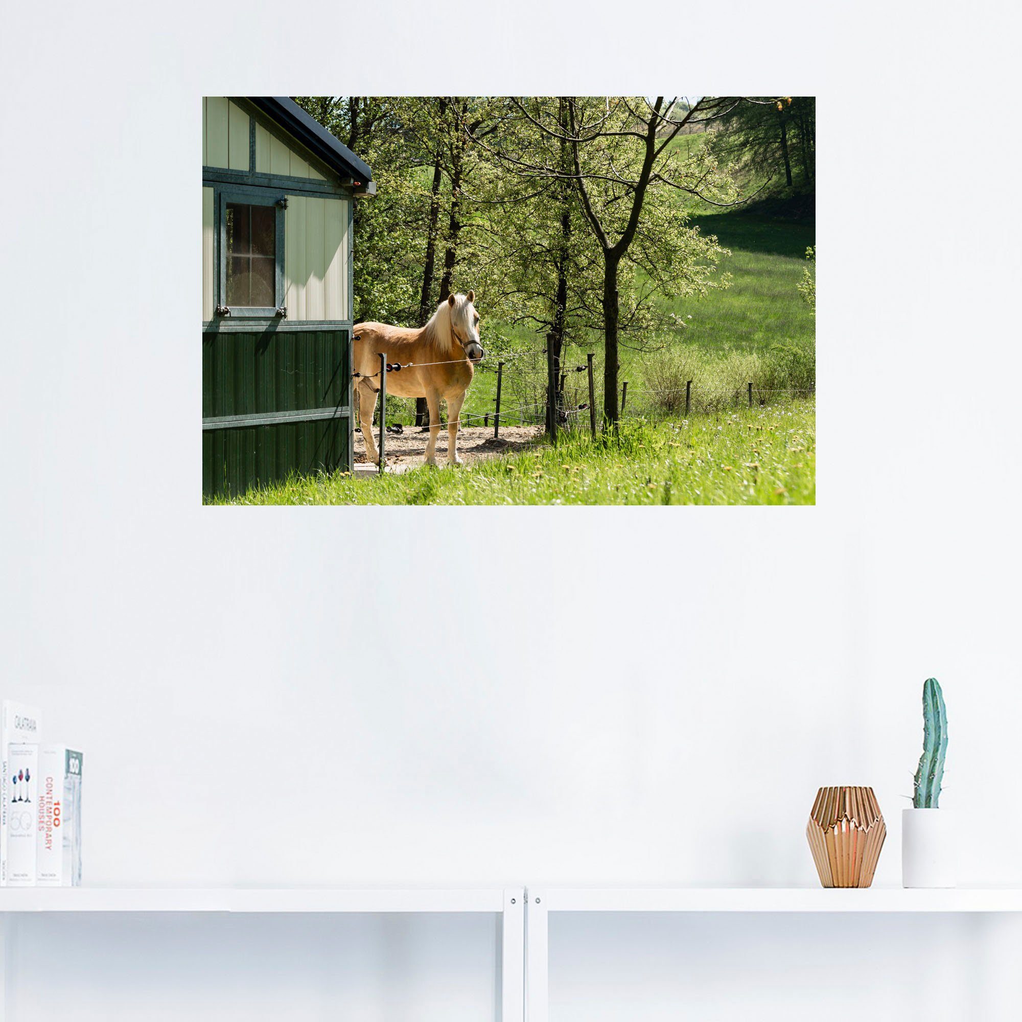 Schnäppchen Artland Wandbild Haflinger im Frühling, Größen Leinwandbild, Haustiere Alubild, oder Poster versch. (1 als Wandaufkleber St), in