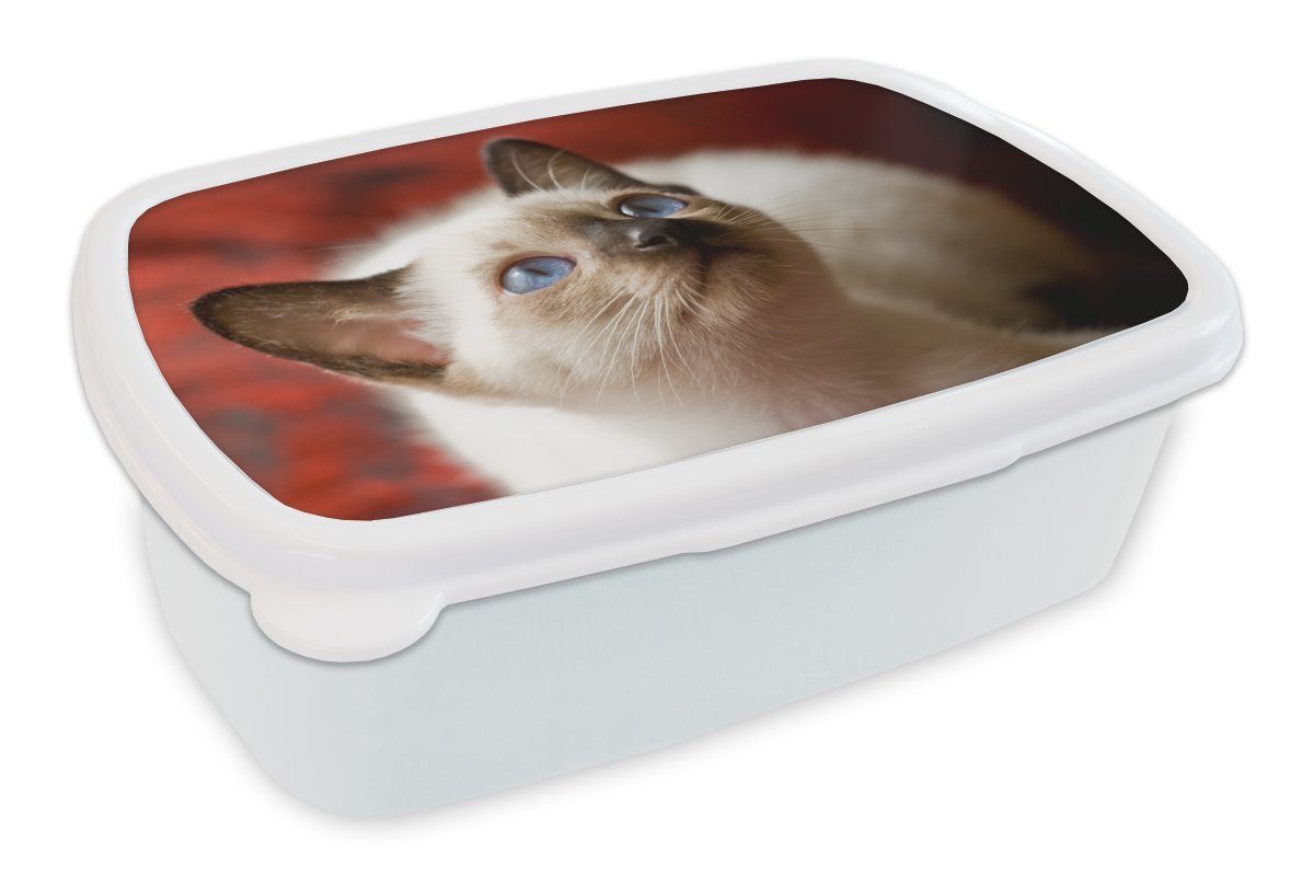 MuchoWow Lunchbox Junge Siamkatze schaut auf, Kunststoff, (2-tlg), Brotbox für Kinder und Erwachsene, Brotdose, für Jungs und Mädchen weiß