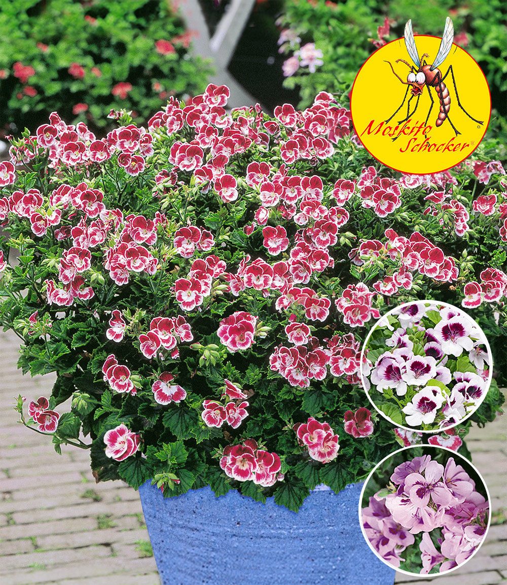 BALDUR Garten Balkonpflanze Duft-Geranie 'Moskito-Schocker®', 3 St., Mosquitoschocker, pflegeleicht, kübelgeeignet