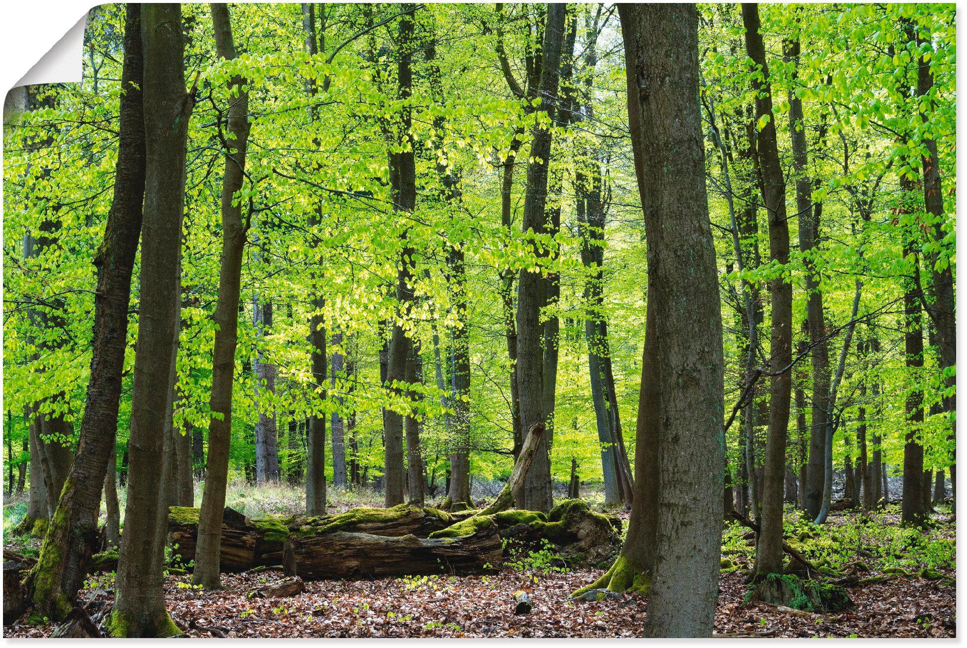 Artland Wandbild Laubwald im Frühjahr, Wald (1 St), als Alubild, Leinwandbild, Wandaufkleber oder Poster in versch. Größen