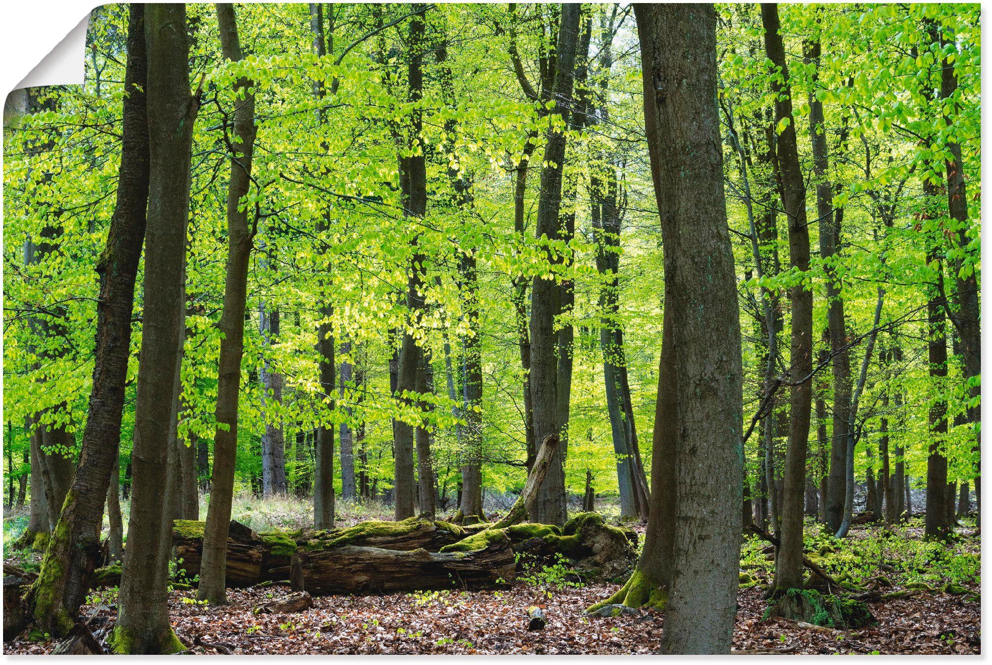 Artland Wandbild Laubwald im versch. als (1 oder Alubild, Größen Poster Wandaufkleber Frühjahr, Wald Leinwandbild, in St)