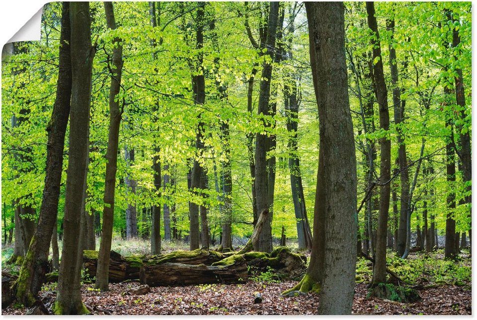 Artland Wandbild Laubwald im Frühjahr, Wald (1 St), als Alubild,  Leinwandbild, Wandaufkleber oder Poster in versch. Größen
